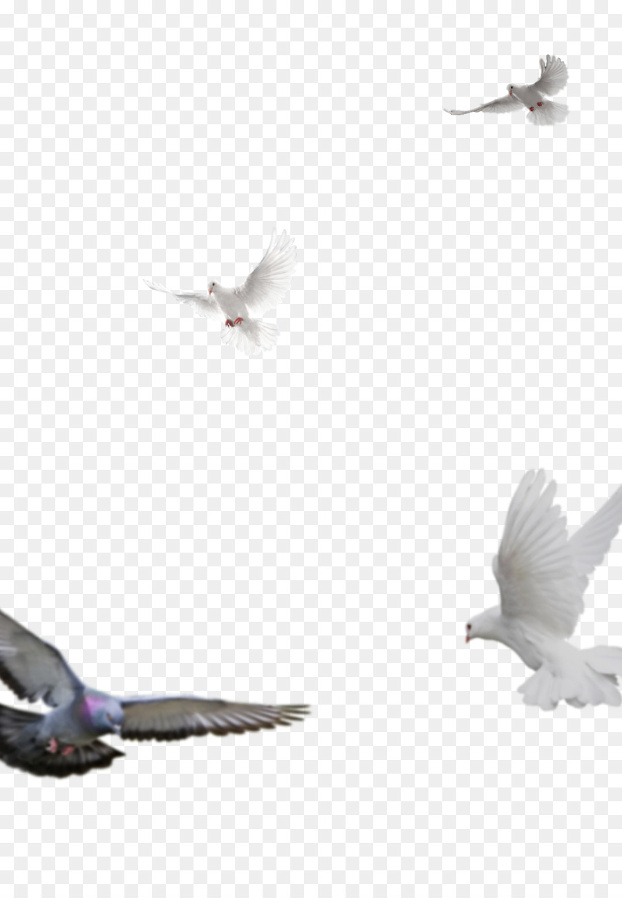 Columbidae，Plume PNG