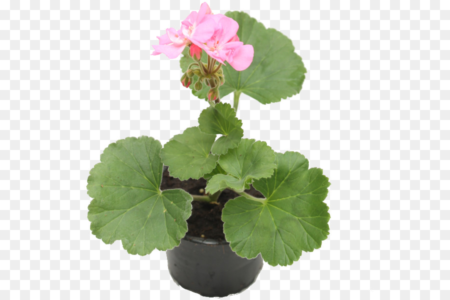 Pelargonium Zonale，Géranium Lierre PNG