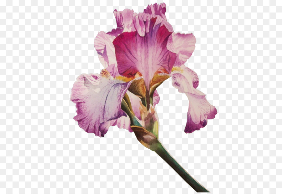 Fleur D'iris，Violet PNG