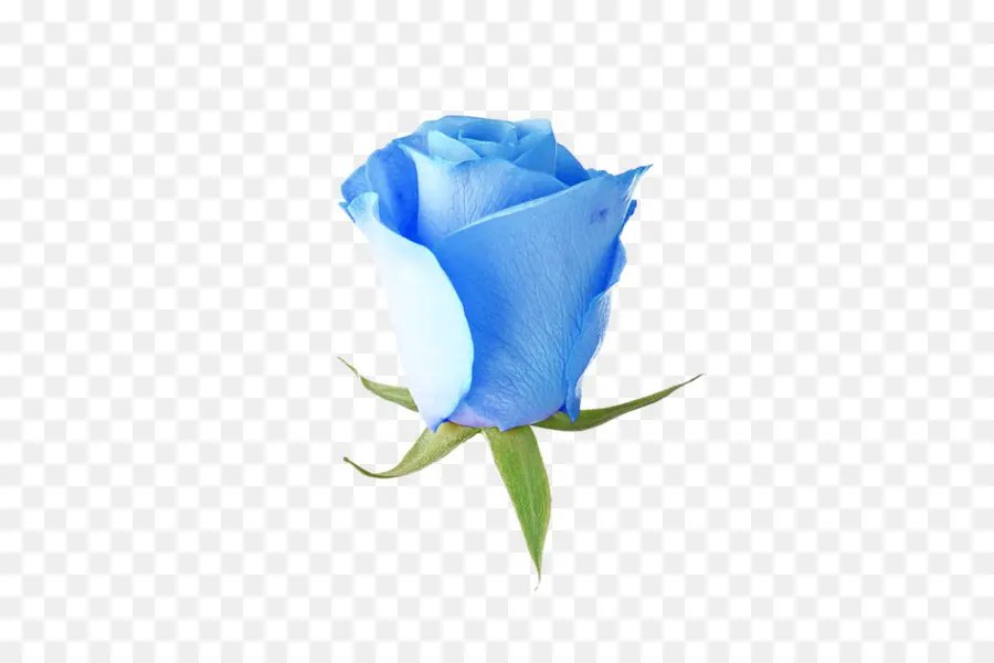 Rose Bleue，Floraison PNG