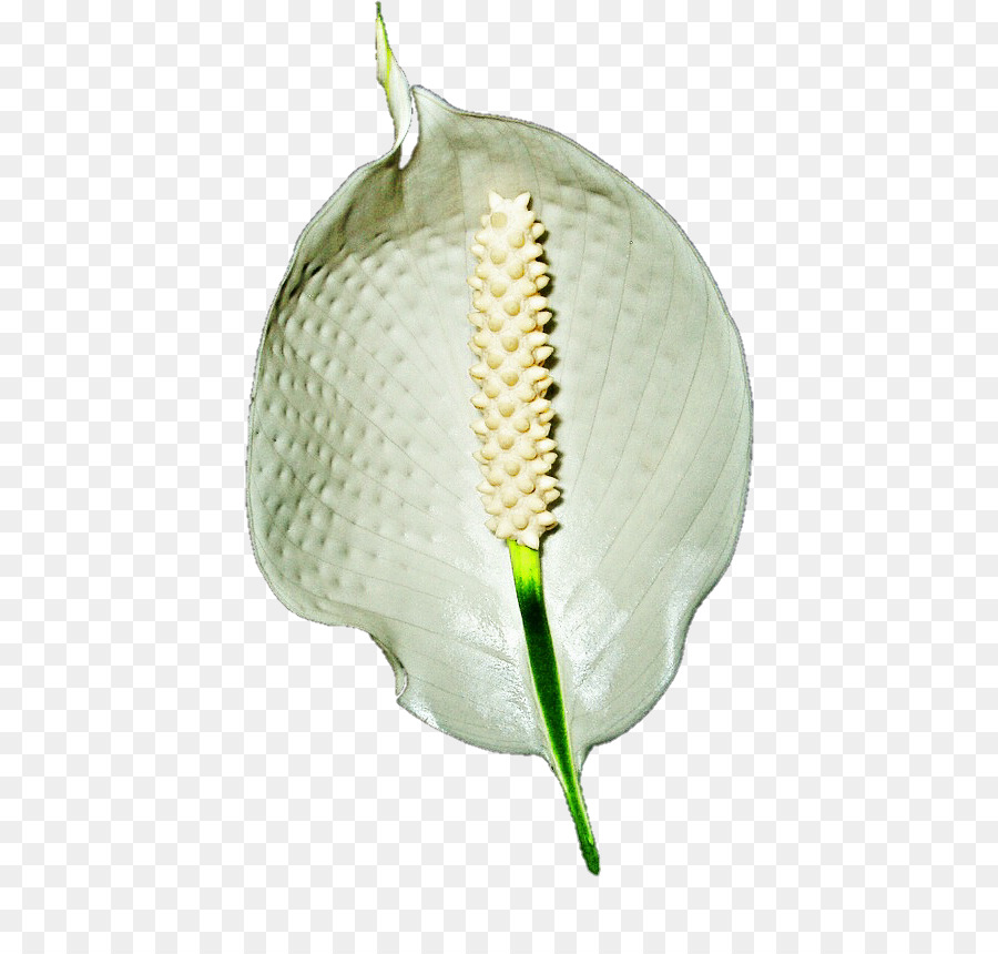 Fleur，Tige De La Plante PNG