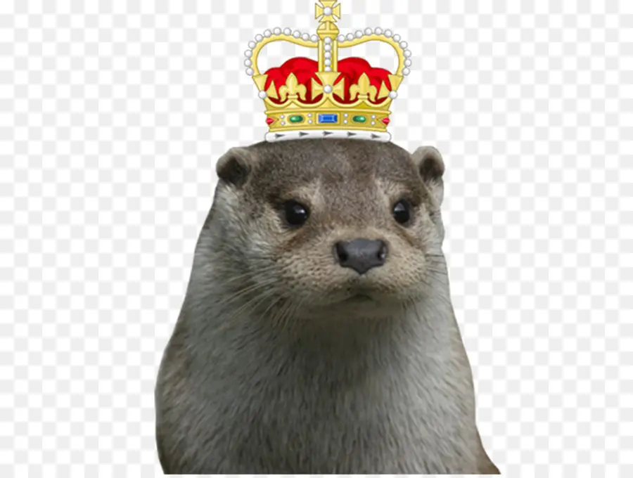 Loutre，Couronne PNG