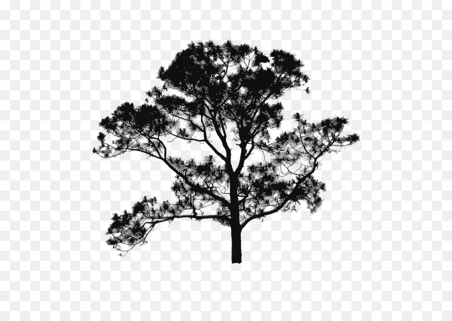 Silhouette D'arbre，Noir PNG