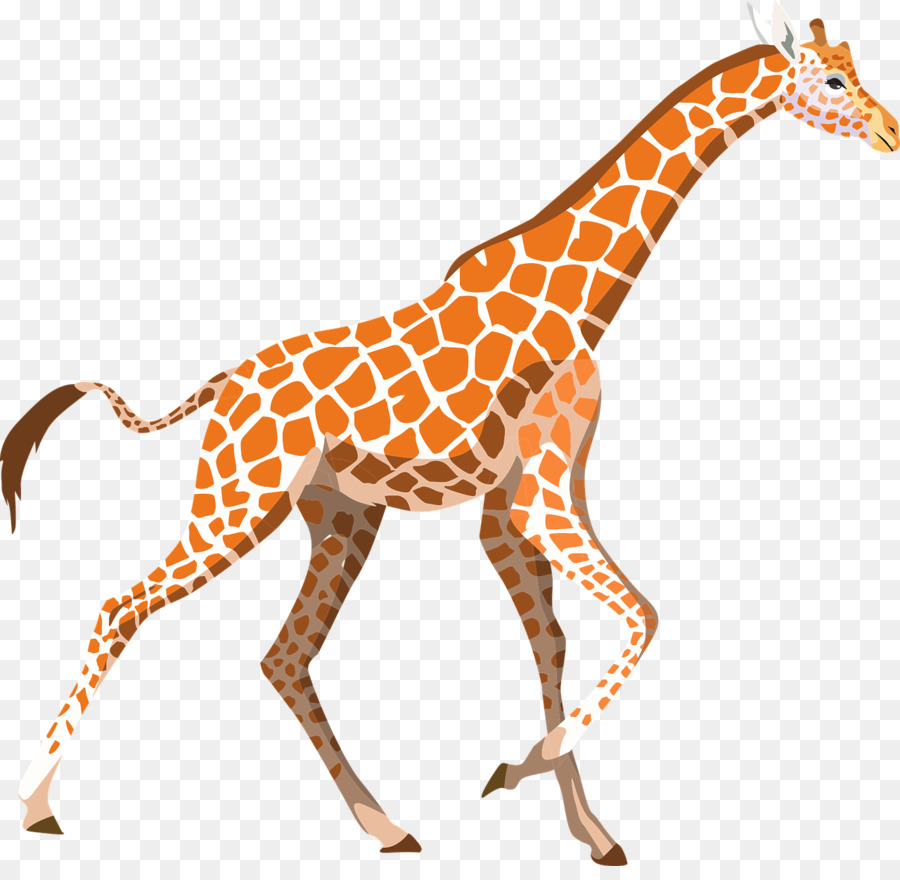 Girafe，Faune PNG