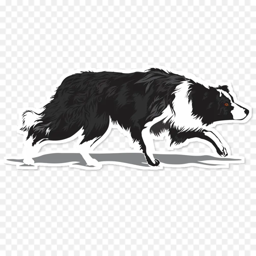 Border Collie，Colley Rugueux PNG