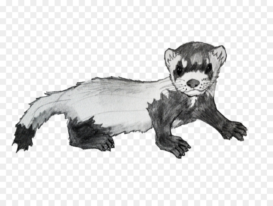 Furet，Le Vison PNG