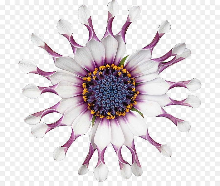 Fleur，Floraison PNG