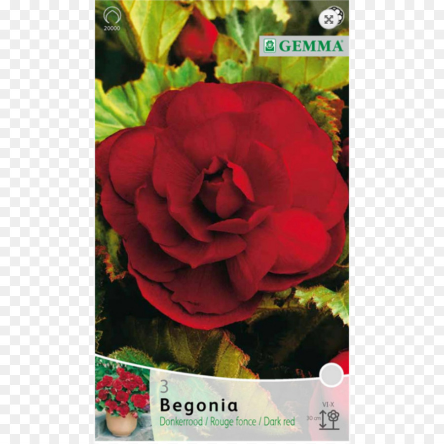 Les Roses De Jardin，Ampoule PNG