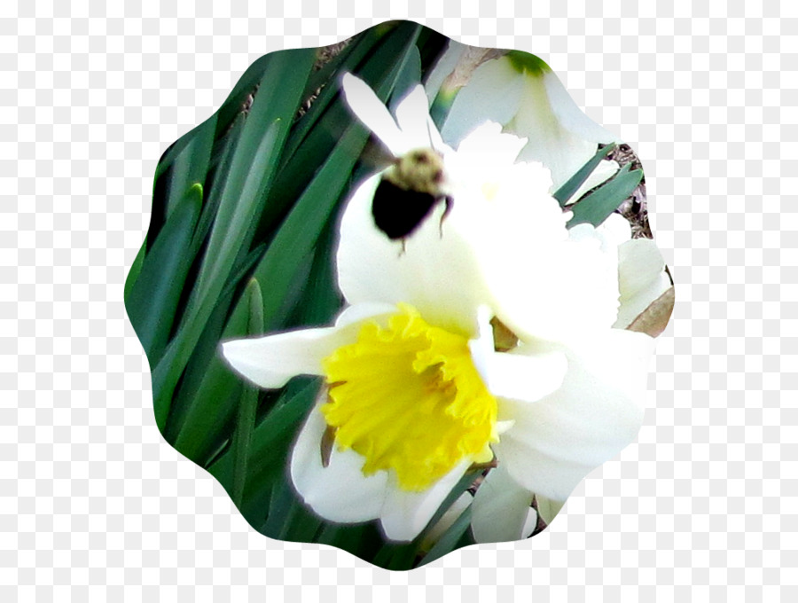 Fleur，La Floraison De La Plante PNG