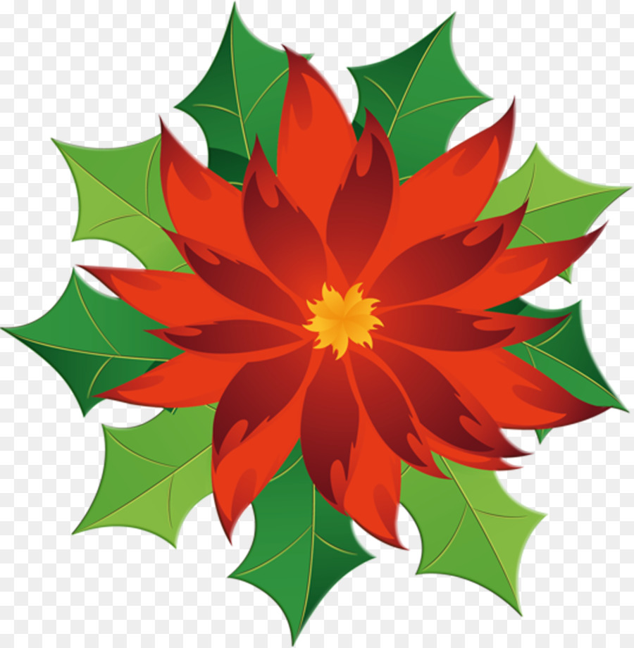 Poinsettia，Rouge PNG