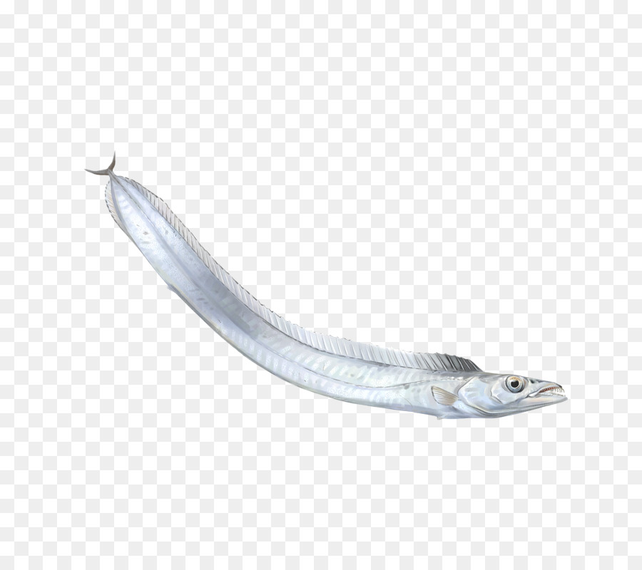 La Sardine，Les Poissons Gras PNG