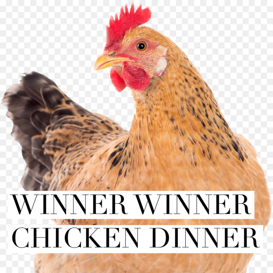 Poulet，Poule PNG