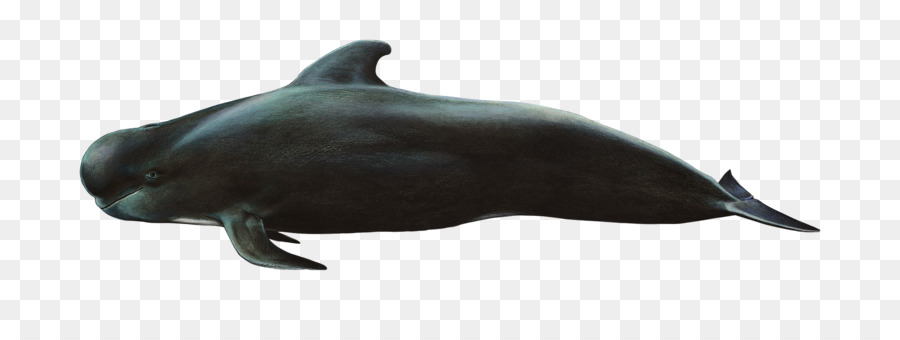 Baleine，Océan PNG