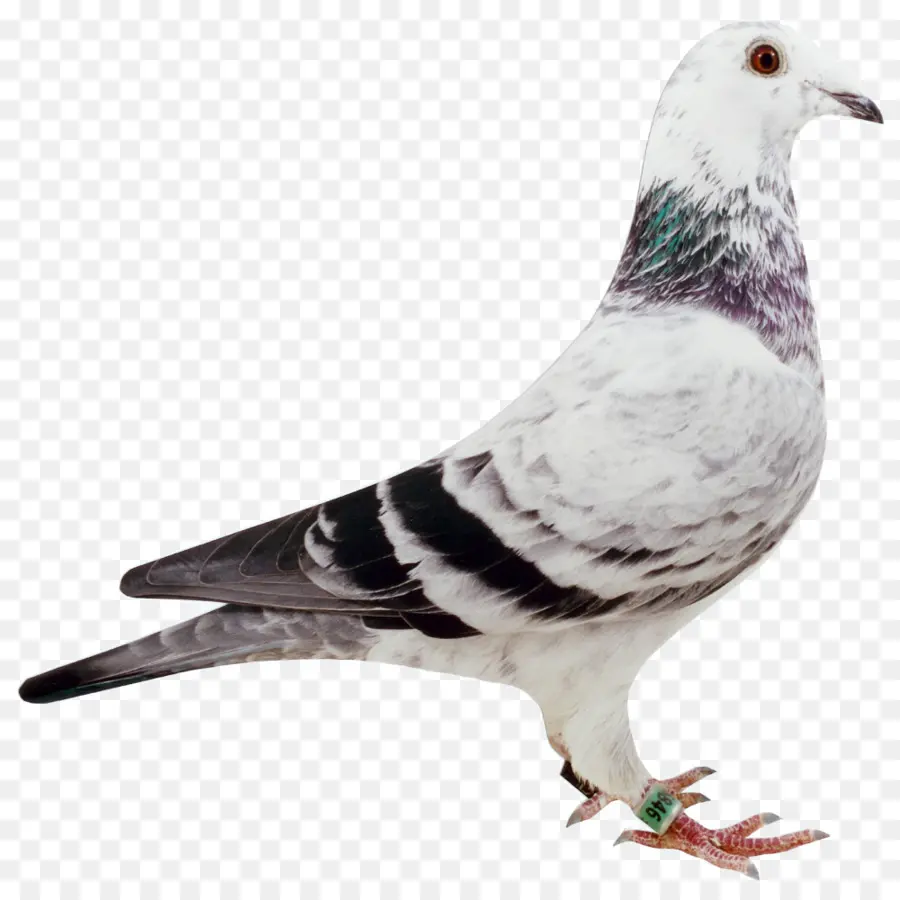 Pigeon，Colombe PNG