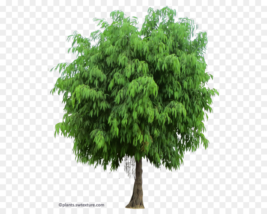 Arbuste，Arbre PNG