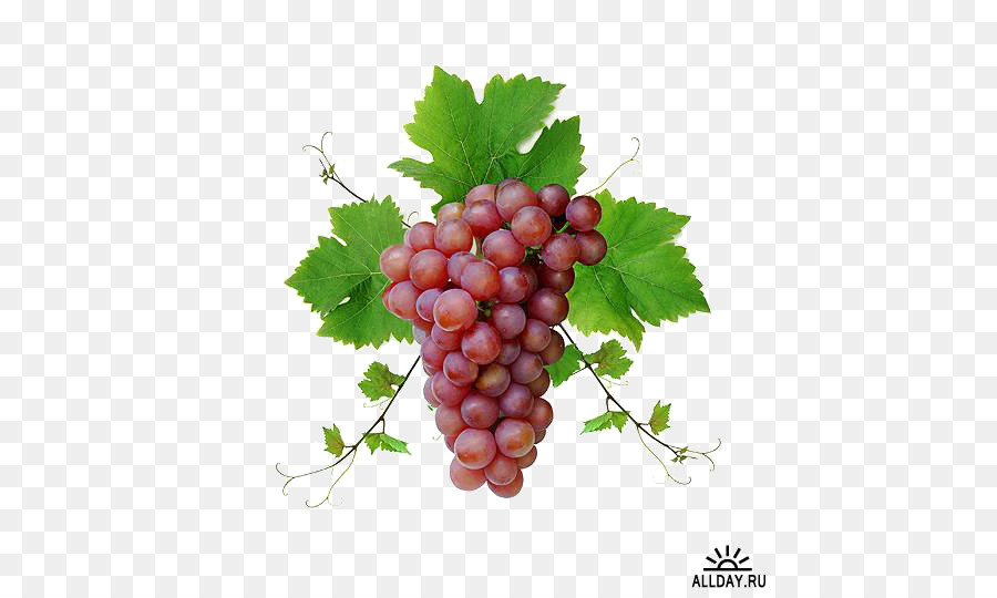 Raisin，Vigne Commune PNG