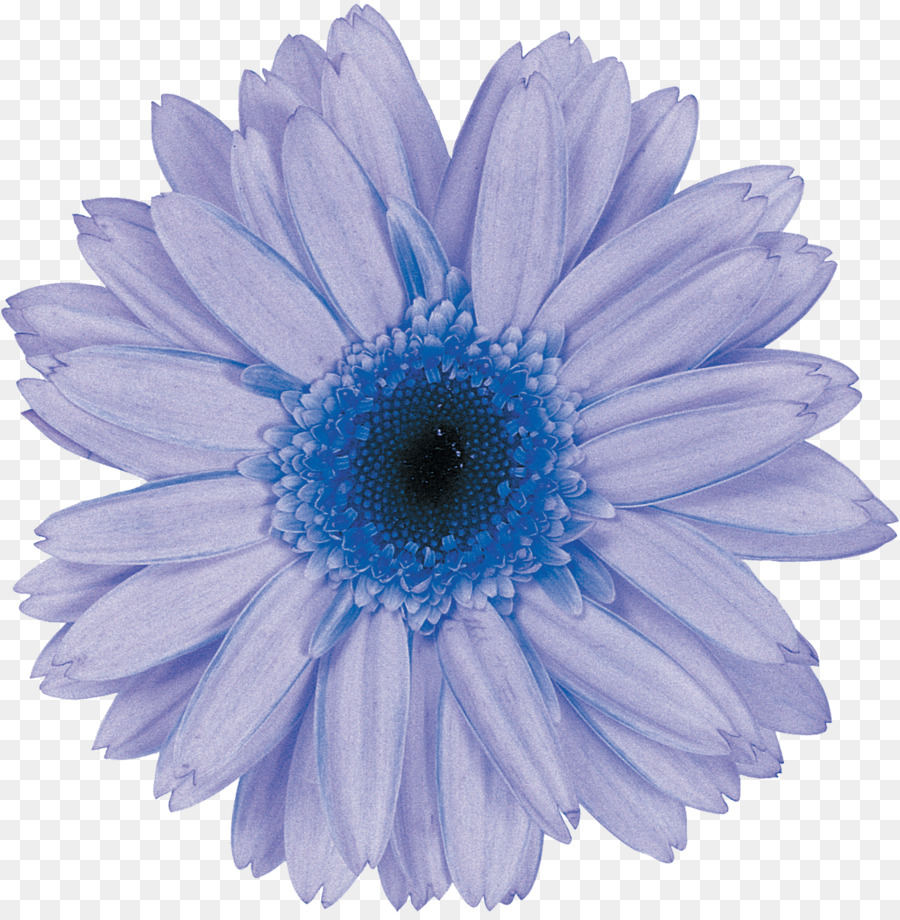 Fleur，Bleu PNG