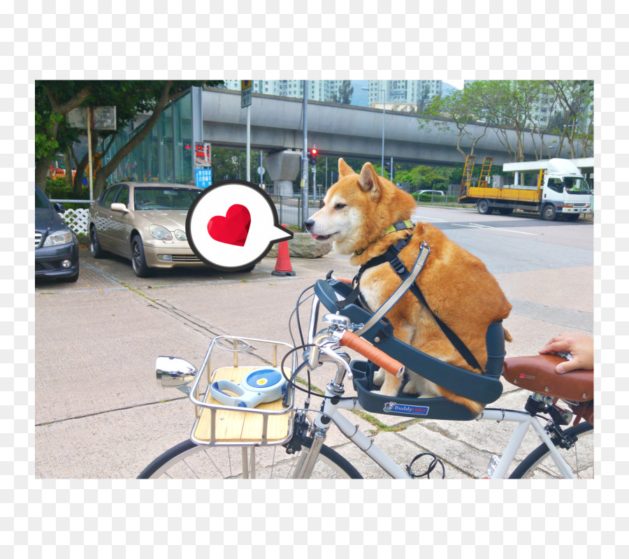 Race De Chien，Le Shiba Inu PNG