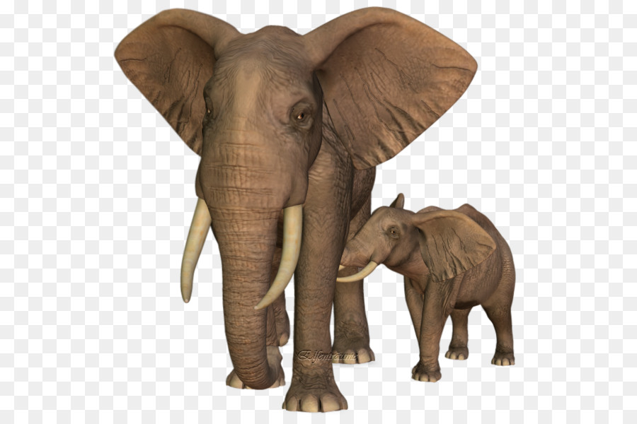 Éléphants，Faune PNG