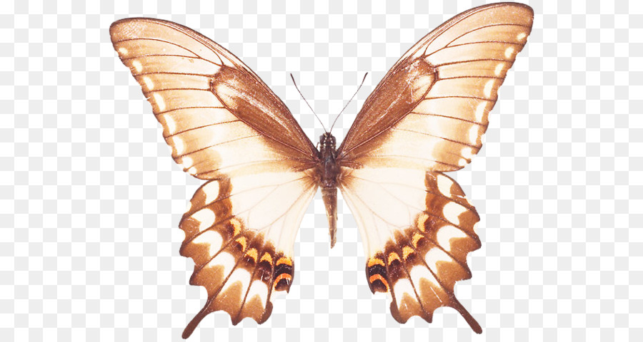 Papillon，Jardinage De Papillons PNG