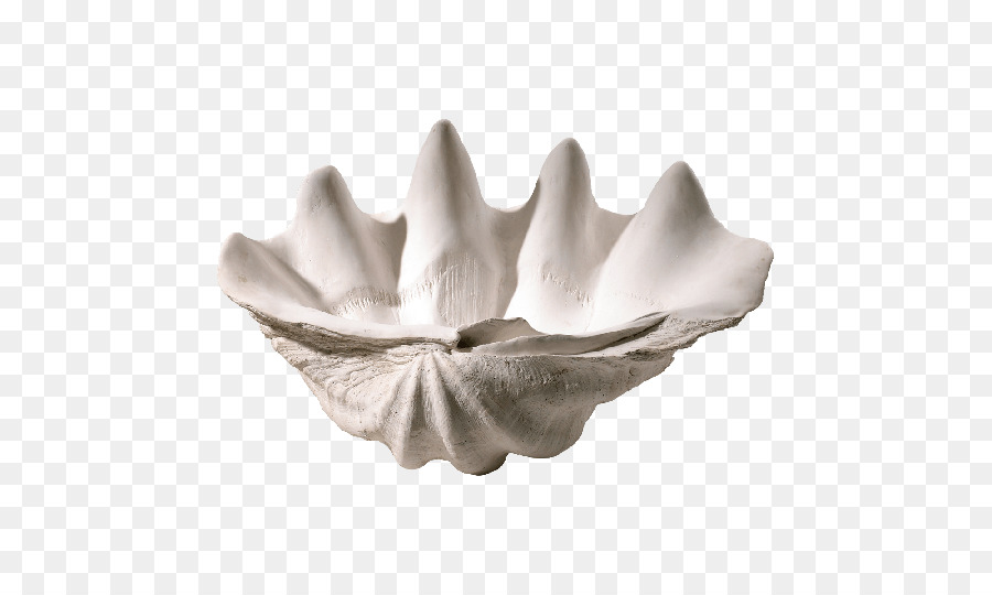 Coquille De Palourde，Coquille PNG