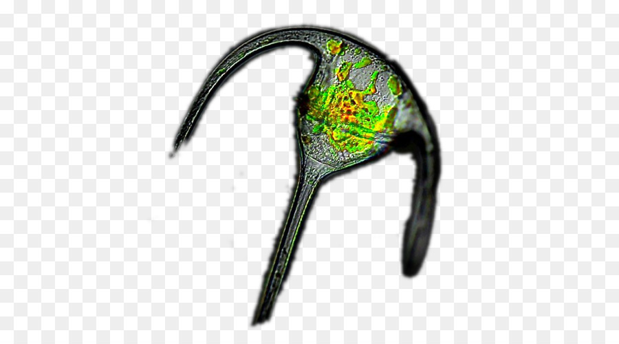 Ceratium，Le Plancton PNG