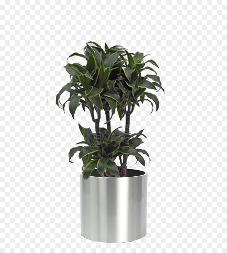 Plante En Pot，Feuilles Vertes PNG