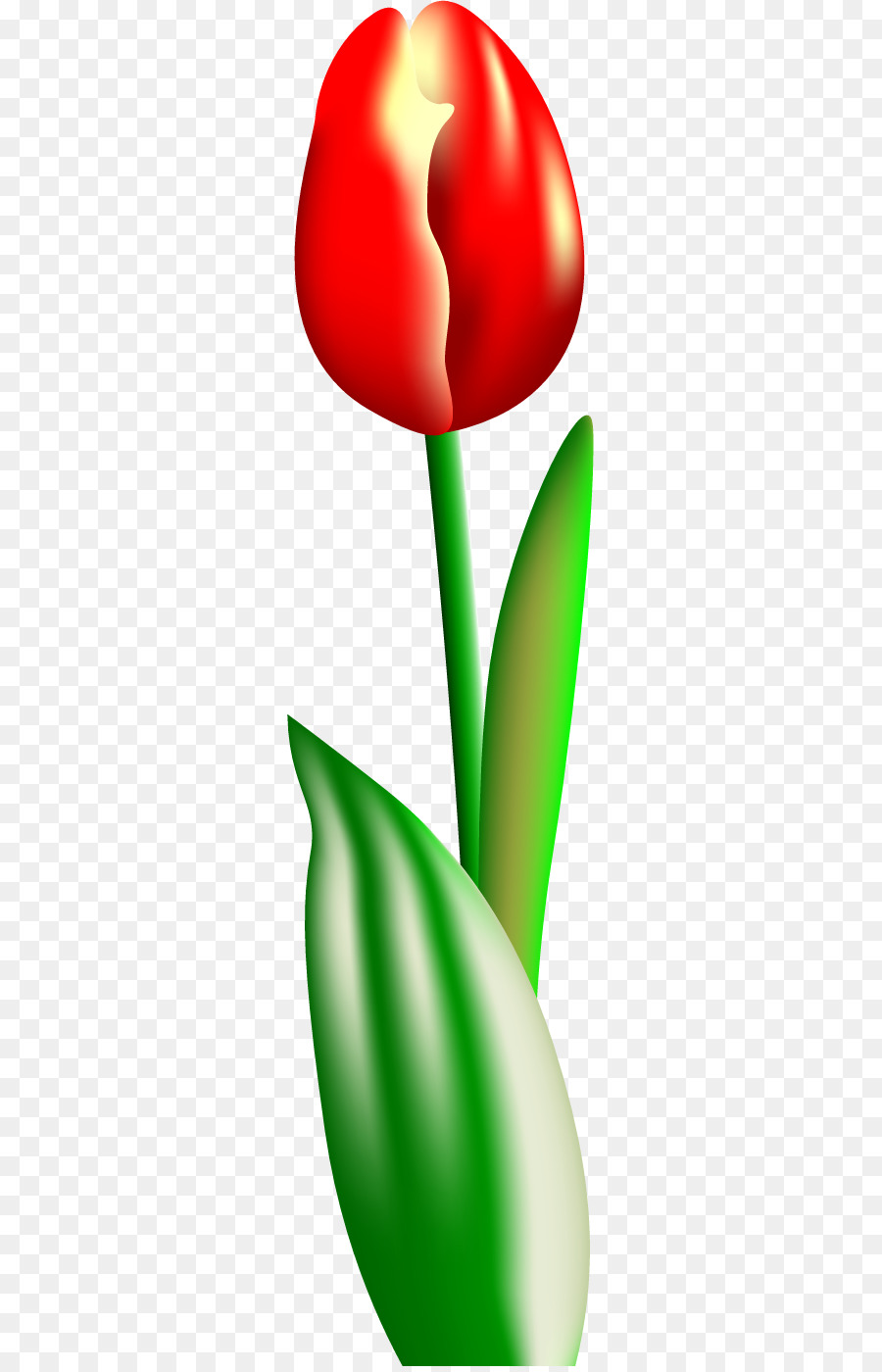 Pétale，Tulip PNG