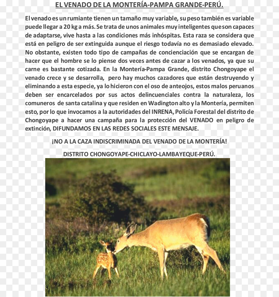 Whitetailed Cerf，Cerf PNG