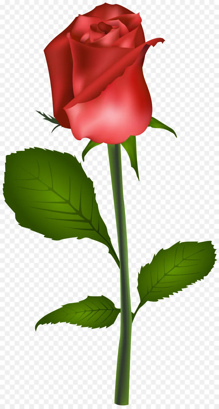 Rose Rouge，Tige PNG