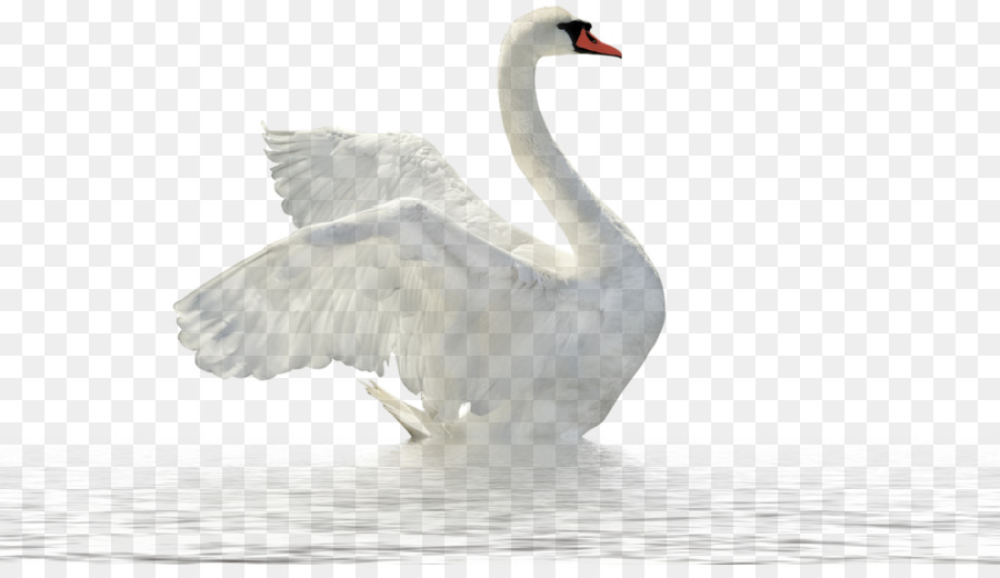 Cygne，Oiseau PNG