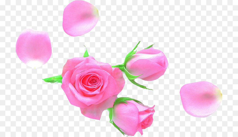 Roses Roses，Fleurir PNG