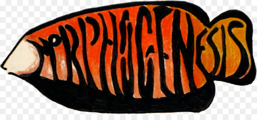 Morphogenèse，Phyllotaxie PNG