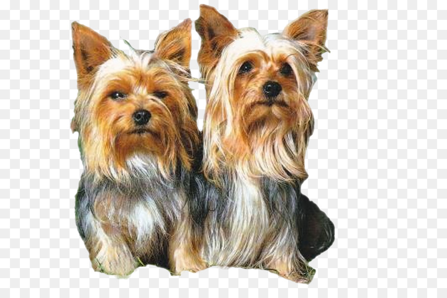 Chiots，Chiens PNG