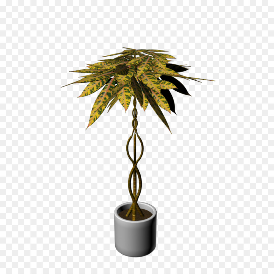 Arecaceae，La Planification PNG