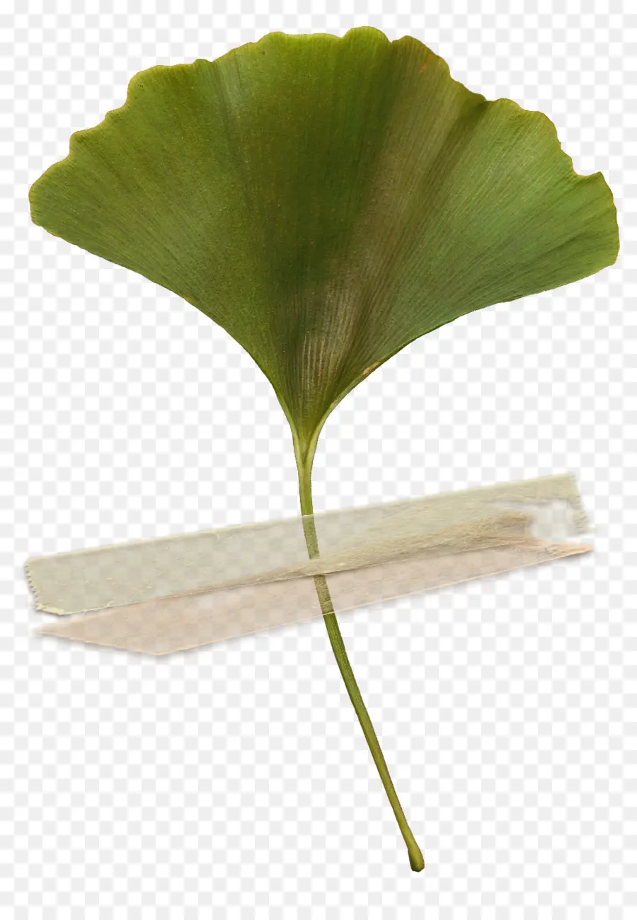 Feuille，Tige De La Plante PNG