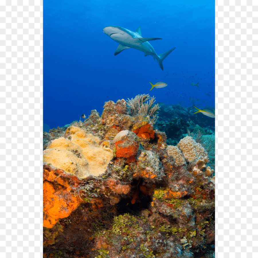 Scène Sous Marine，Corail PNG