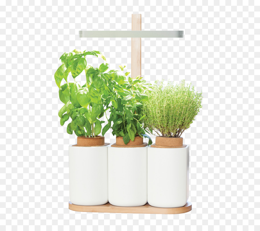 Plante Aromatique，Potager PNG