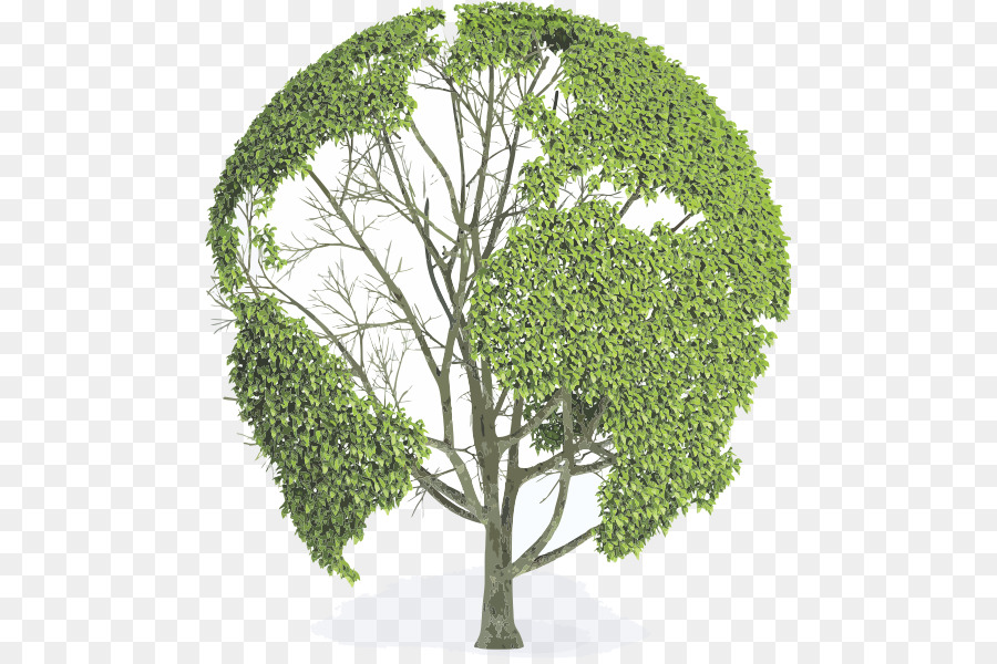 La Terre，Arbre PNG