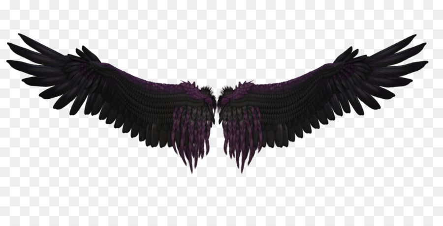 Ailes，Plumes PNG