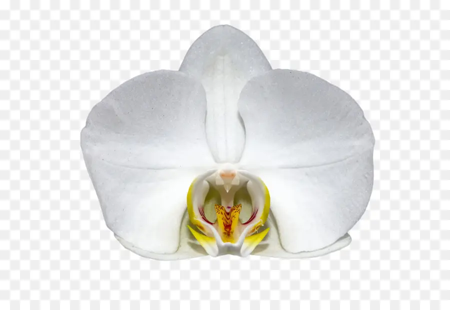 Les Orchidées，Fleur PNG