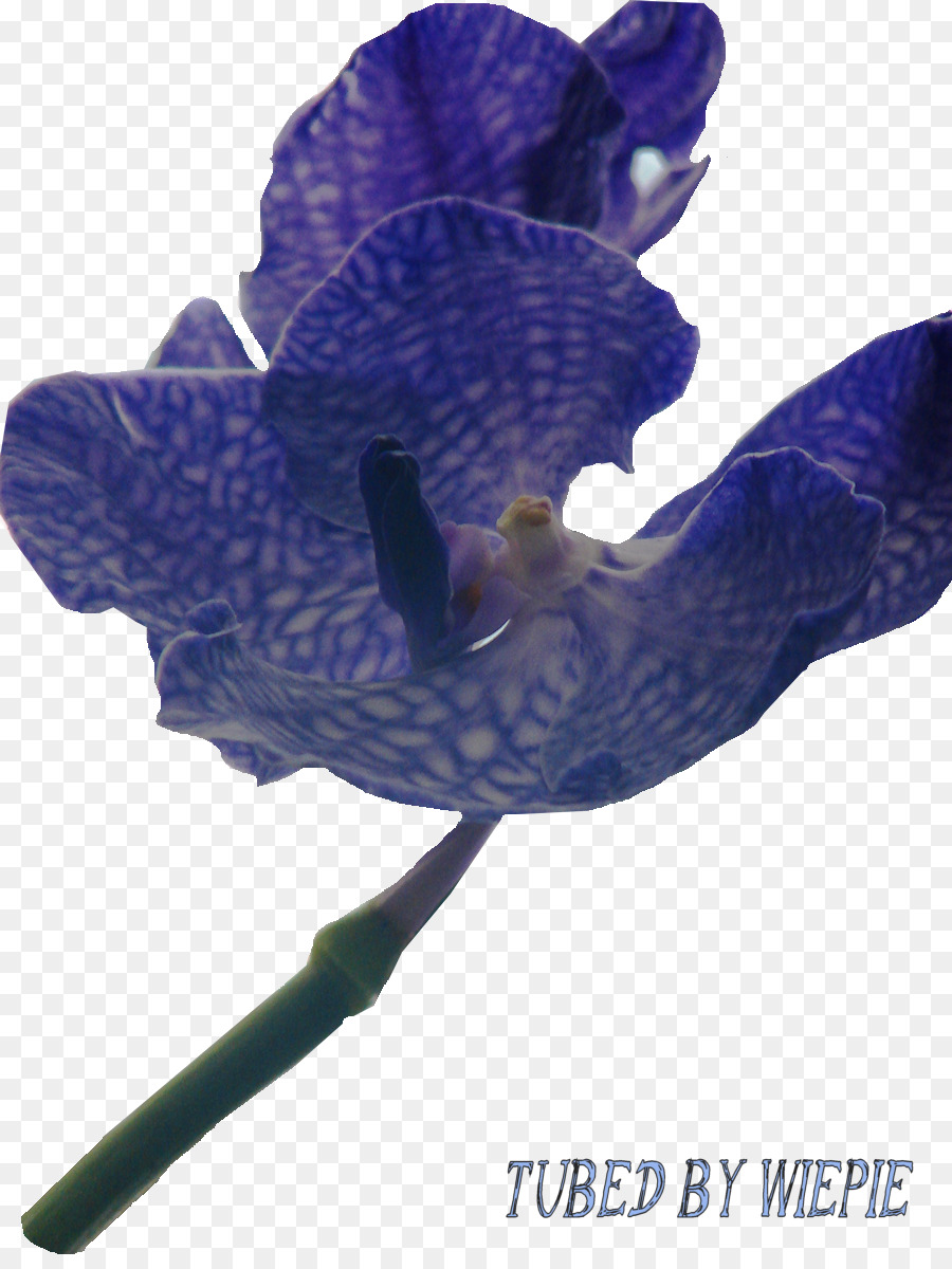 La Floraison De La Plante，Plante PNG