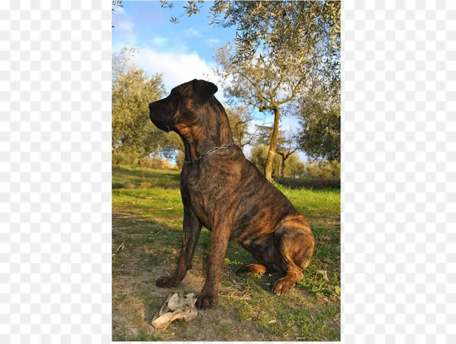 Tosa，Fila Brasileiro PNG