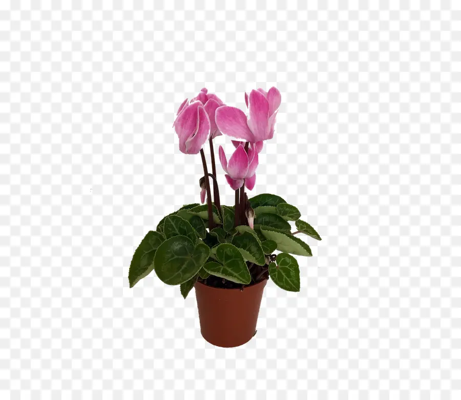 Cyclamen，Flowerpot PNG