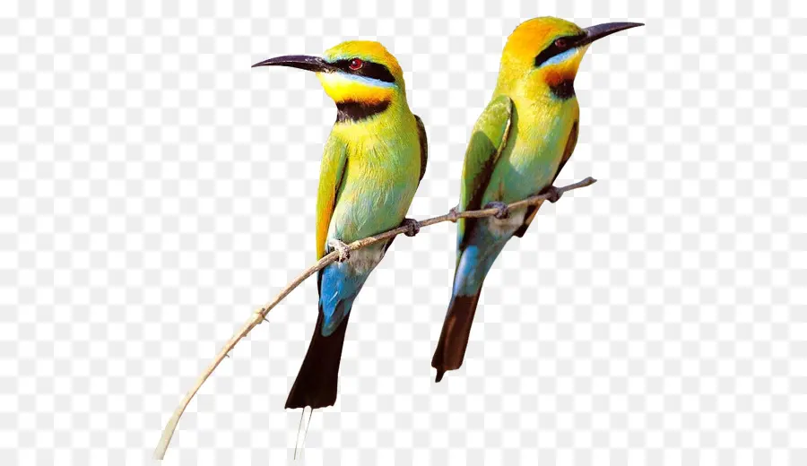 Oiseaux Colorés，Bifurquer PNG