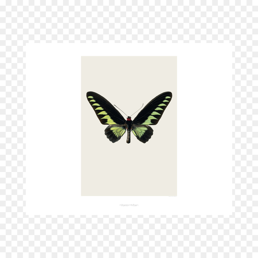 Rajah Brooke S Birdwing，Les Papillons PNG