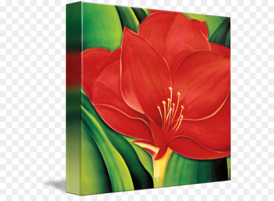 Amaryllis，Jersey Lily PNG