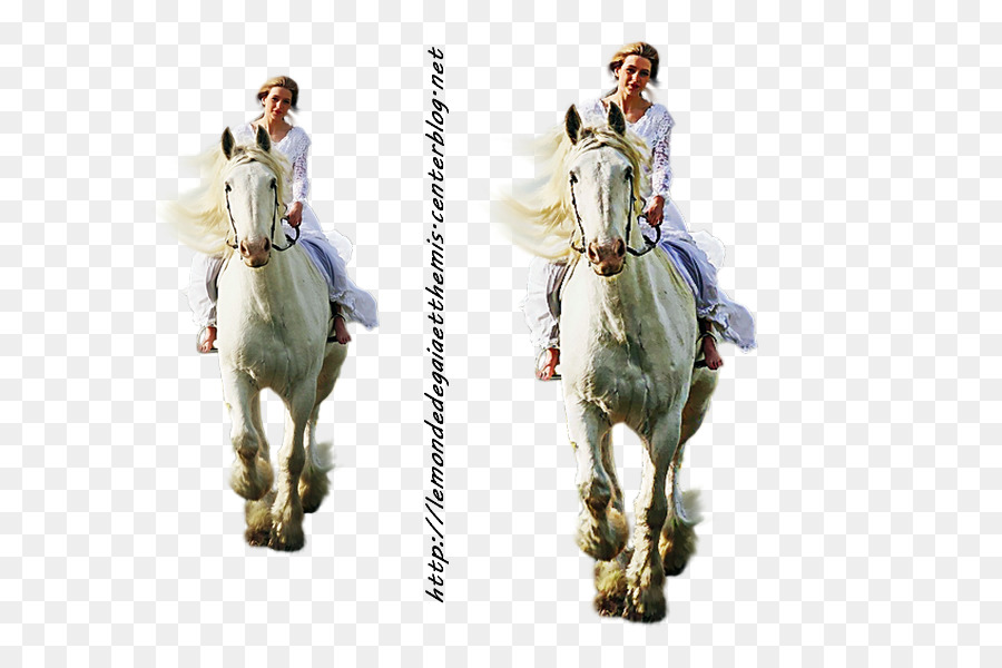 Cheval，Animal PNG