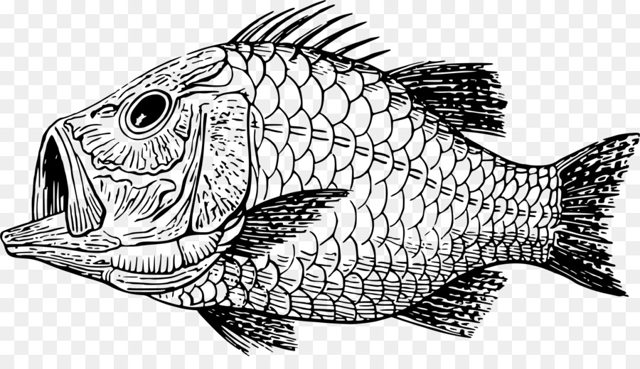 Poisson，Aquatique PNG