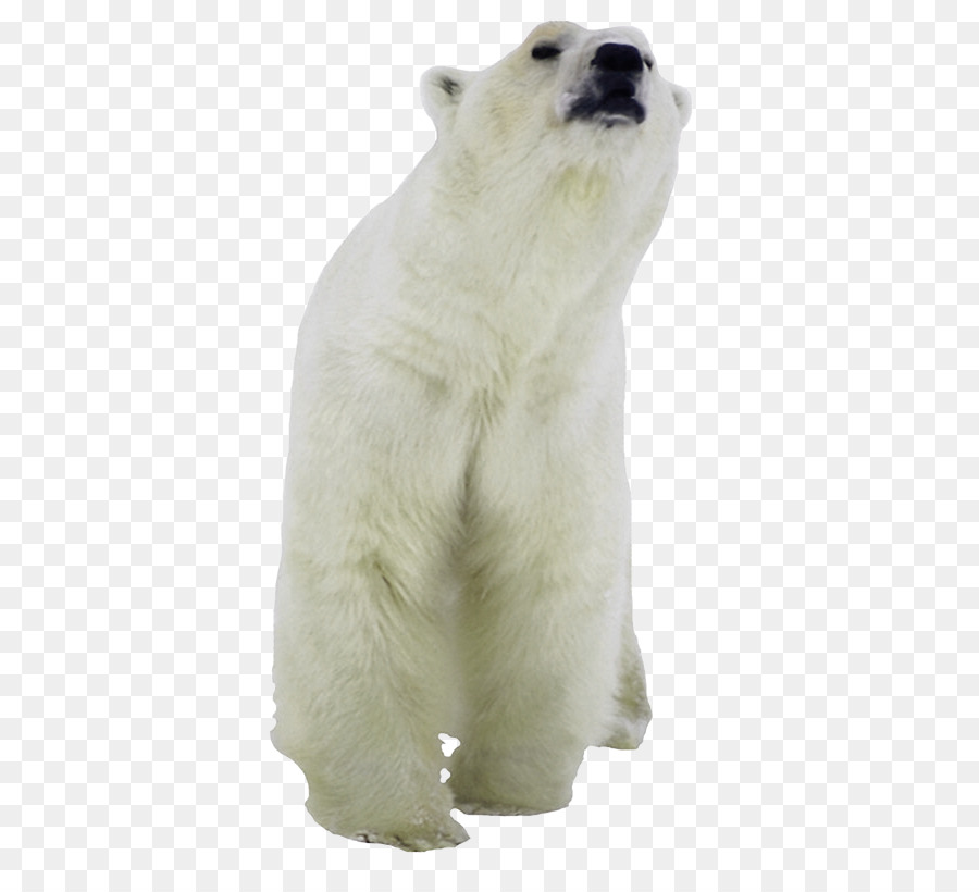 Ours Blanc，Blanc PNG